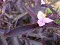 purple-heart